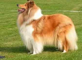苏格兰牧羊犬|苏格兰牧羊犬老是呕吐该怎么办