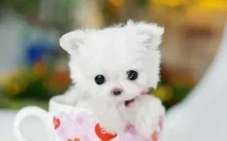 茶杯犬是什么狗 茶杯犬永远是娇小的样子 | 茶杯犬