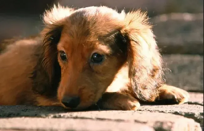 腊肠犬|最好的生活状态 腊肠犬定期量体重的两点意义