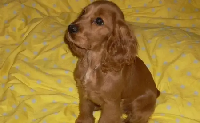 可卡犬|精湛技术 可卡犬修剪毛发需要哪些技巧