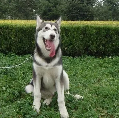 阿拉斯加犬|阿拉斯加狗狗发情期该如何判断及应对