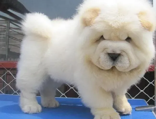 松狮犬|清理小贴士 松狮犬科学洗澡学问多
