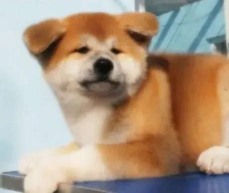 秋田犬|怎样防止秋田犬在夏季受到紫外线的伤害