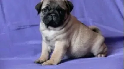 巴哥犬|未满月的巴哥犬不喝奶怎么喂养
