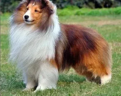 喜乐蒂|两个月的喜乐蒂犬患上肠炎应怎么治疗