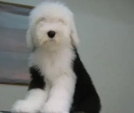 古代牧羊犬|刚满月的古代牧羊犬吃什么 怎么饲养