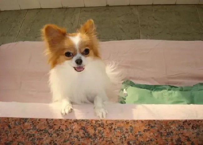 蝴蝶犬|3个月的小蝴蝶犬可以喝蜂蜜水吗