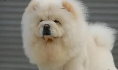 松狮犬|春季护理松狮犬我们该小心哪些问题