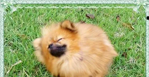俊介是什么狗  其实就是博美犬的一种 | 俊介