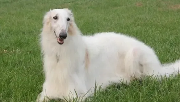 苏俄猎狼犬容易生病 苏俄猎狼犬感冒了怎么办 | 苏俄猎狼犬