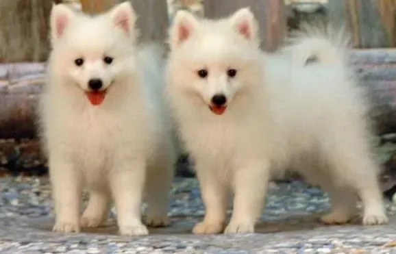 银狐犬|让银狐犬乖乖上厕所，大家都放心