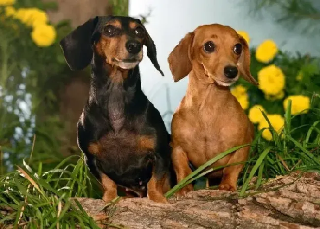 腊肠犬|腊肠犬身上有好多皮屑脱毛怎么帮助它止痒