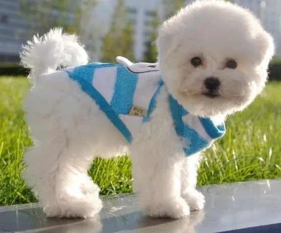 比熊犬|比熊犬倒睫的症状及治疗方法