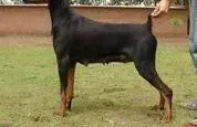 杜宾犬|杜宾犬便便又粗又硬正常吗
