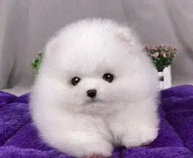 博美犬|宠物医生告诉你怎样治疗博美犬的便秘毛病