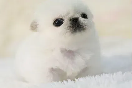 京巴狗|京巴犬好像着凉，有点尿频怎么办