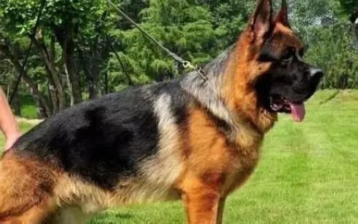 德国牧羊犬|你知道寄养德国牧羊犬前要做好哪些准备么