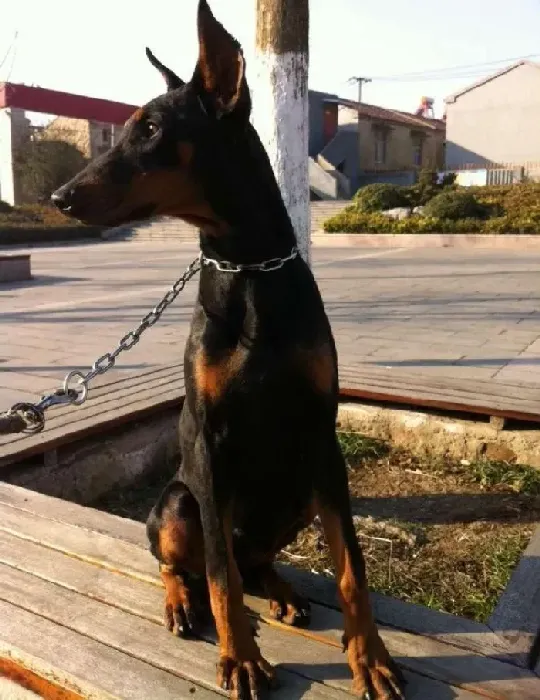 杜宾犬|杜宾犬的耳朵又脏又臭怎么处理