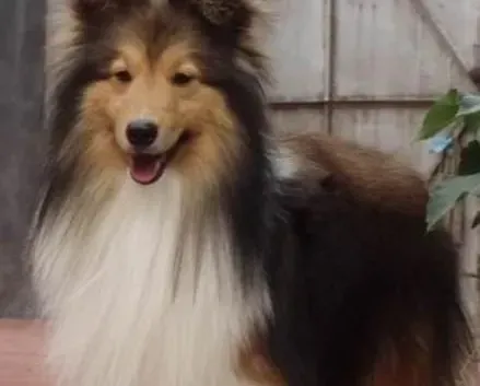喜乐蒂|生活常识 如何科学饲养喜乐蒂犬