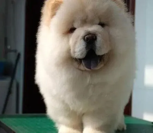 松狮犬|改善松狮犬的胃口 如何预防松狮犬食欲低下