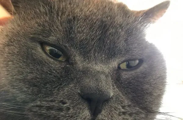 看见猫奴滑手机 就会自动把下巴馈上去讨摸