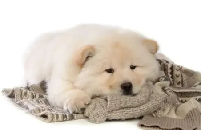 松狮犬|居家小伴侣 全面掌握正确遛松狮犬的小方法