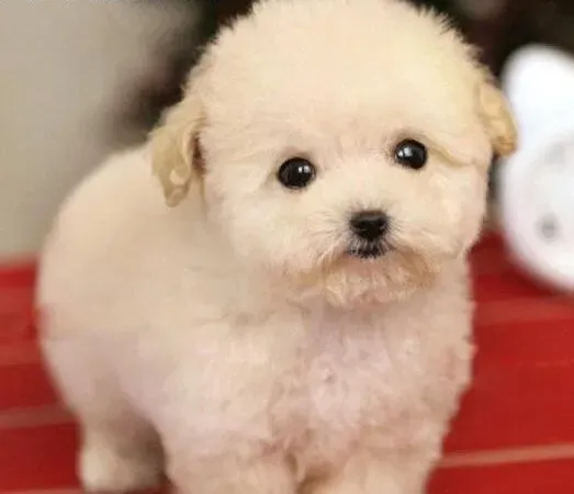 贵宾犬|贵宾犬挑食的习惯会影响身体健康和发育