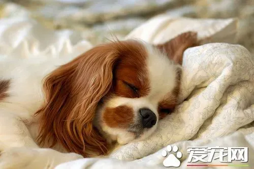 查理士王小猎犬训练 采用严厉训斥的方式训练 | 查理士王小猎犬