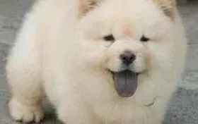松狮犬|怎样减轻松狮犬的内心恐惧感