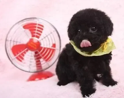 泰迪犬|实用手册 年幼的泰迪犬需要如何照顾