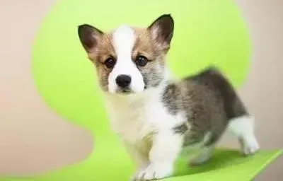 柯基犬|狗狗训练指南之如何纠正柯基犬乱吠叫的行为