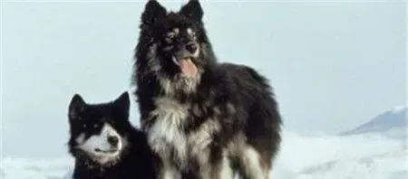 桦太犬是什么品种 一种产于日本的雪橇犬 | 桦太犬
