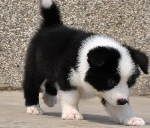 边境牧羊犬|想要边境牧羊犬的毛色好应给它吃什么