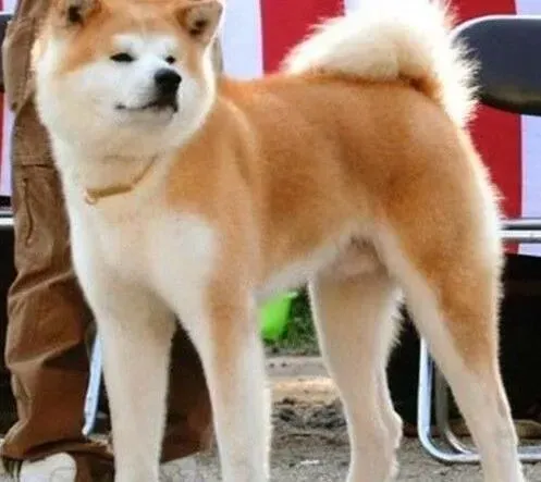 秋田犬|关于秋田犬取物训练的几个阶段