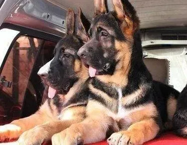 德国牧羊犬|德国牧羊犬最近不喝水，食欲不好病了吗