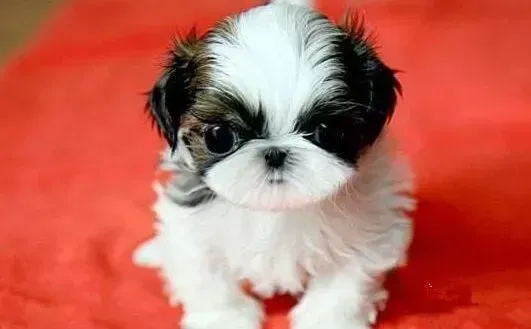 西施犬|新买的西施犬随地大小便，应如何训练纠正