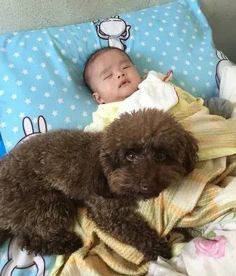 超级弟控贵宾犬 不容许任何人欺负弟弟 | 狗