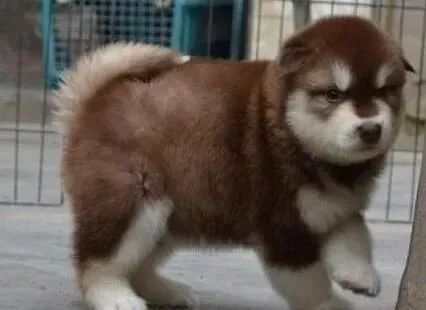 阿拉斯加犬|阿拉斯加犬肛门有些红肿，流脓是感染了吗