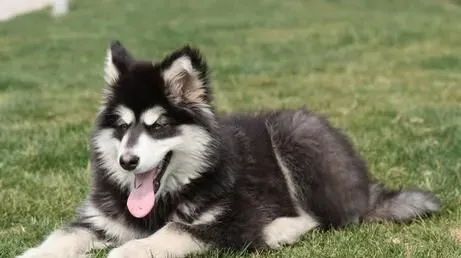 养阿拉斯加雪橇犬注意 对环境的要求很高 | 阿拉斯加雪橇犬