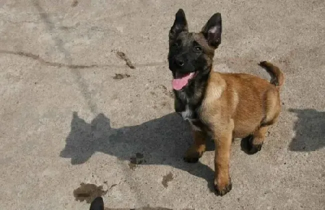 马犬|马犬浑身打颤没精神是怎么回事