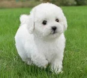 比熊犬|我家比熊犬得了肠炎怎么办 救救我们家狗狗