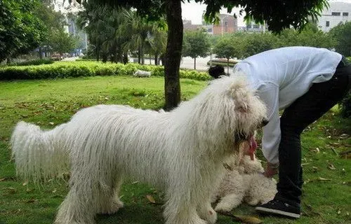 哪里能买到可蒙犬 可蒙犬可在网上购买 | 可蒙犬
