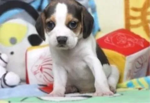 比格犬|比格犬健康的饮食方法要实行三定