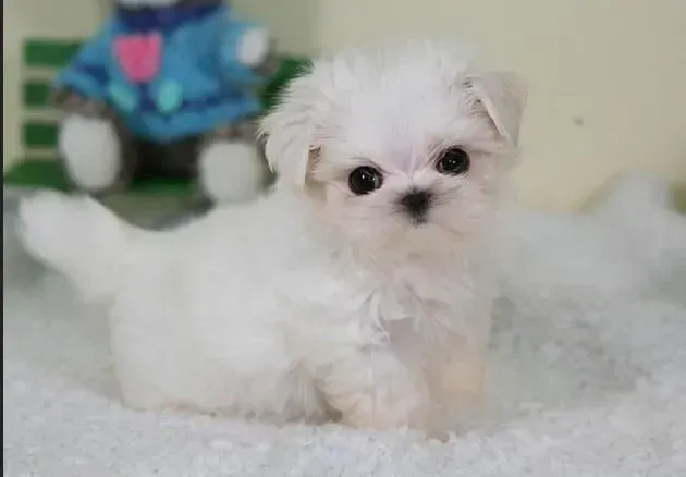 马尔济斯|马尔济斯犬好养吗？怎么喂养马尔济斯犬？
