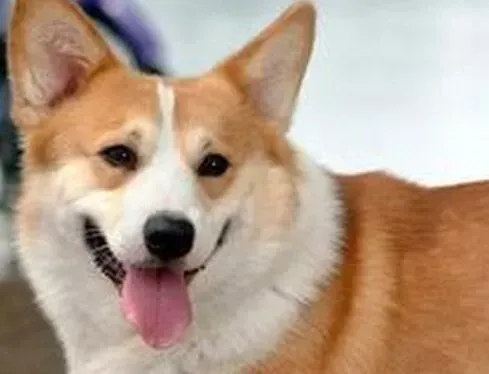 柯基犬|宠物小时工支招 让你轻松应对柯基犬洗澡难题
