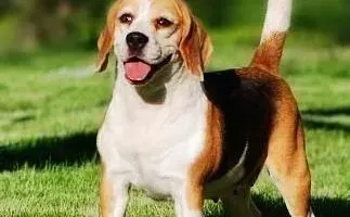 比格犬|养狗课堂 正确牵狗绳是训练比格犬的关键