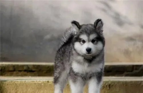 养阿拉斯加雪橇犬注意 对环境的要求很高 | 阿拉斯加雪橇犬