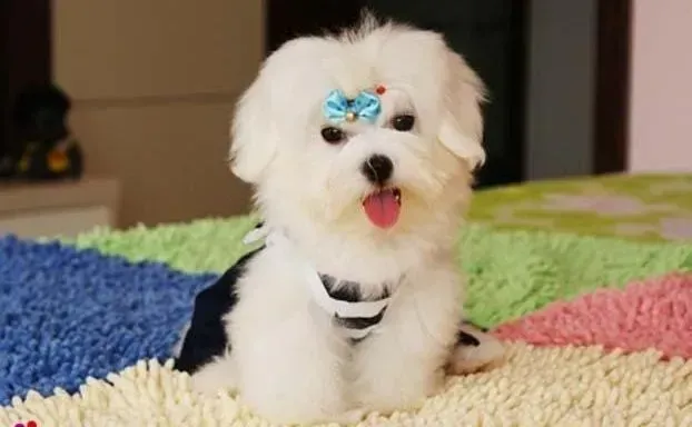 马尔济斯|求解决办法 我的马尔济斯犬长了双排牙