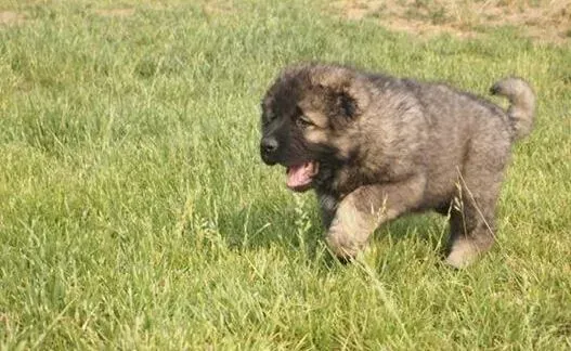 高加索犬|点评饲养高加索犬给我们带来的好处