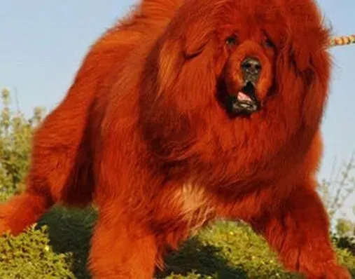 藏獒|医学实用百科 轻松处理掉藏獒的泪痕问题